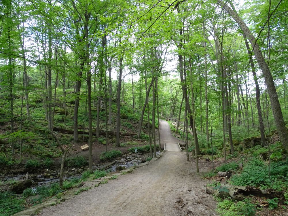a photo of the path in Dundas valley 